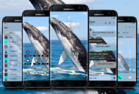 Humpback Whale