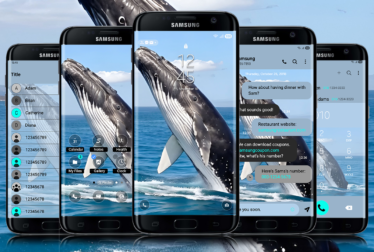 Humpback Whale