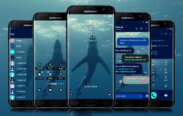 Shark Swimming
