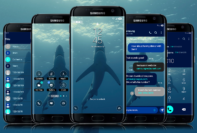 Shark Swimming